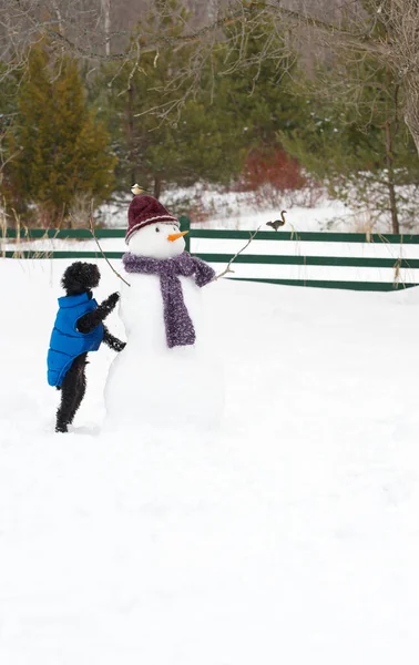 Black Toy Poodle Examining Snowman His Yard Chickadee Perched His Royalty Free Stock Images