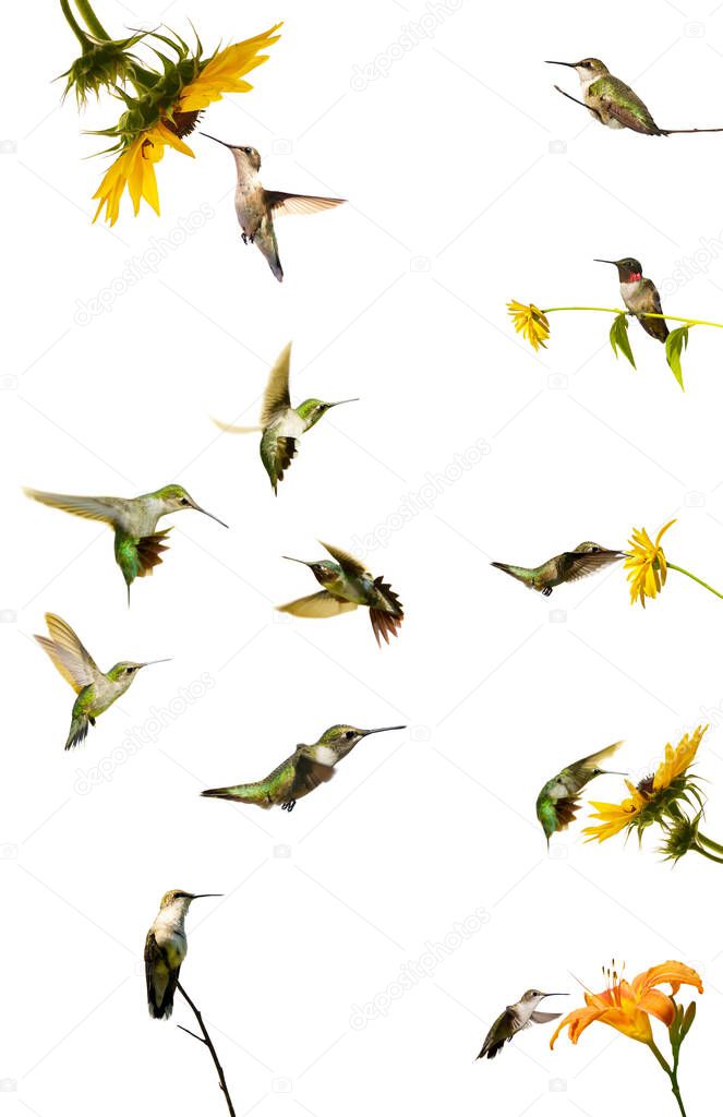 Assortment of hummingbirds in a collage, isolated on white.
