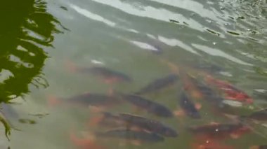 Kırmızı balık gölette yüzer. Balıklar suyun yüzeyine yükselir, yakın çekim..