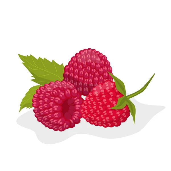 Raspberry Berries White Background Tasty Appetizing Ripe Berries Dessert Vector — Stock Vector