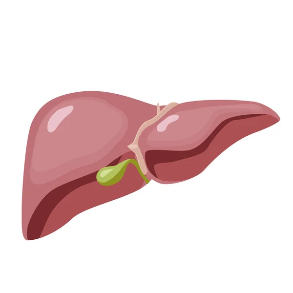 Hígado Humano Anatomía Estructura Órganos Internos Vector Del Sistema Digestivo — Vector de stock