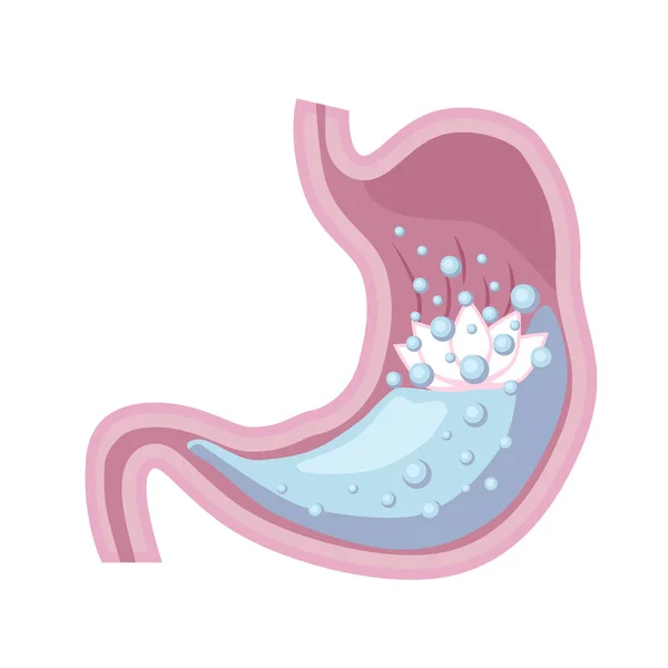 Estómago Humano Concepto Estómago Saludable Vector Del Sistema Digestivo — Archivo Imágenes Vectoriales