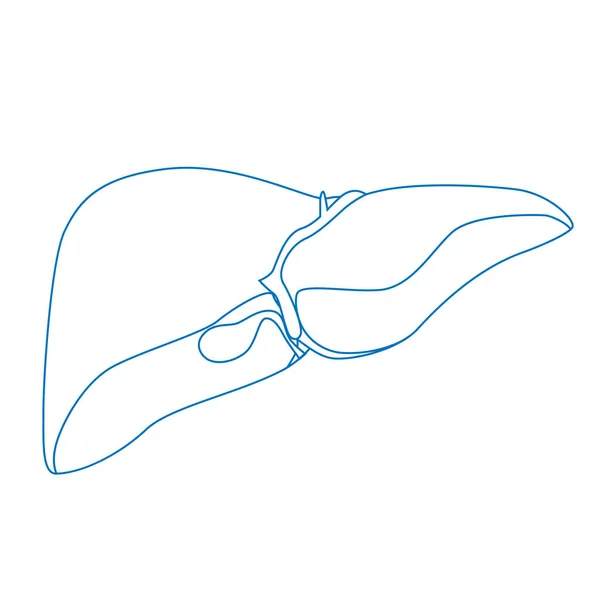 Hígado Humano Icono Del Contorno Vector Del Sistema Digestivo — Archivo Imágenes Vectoriales