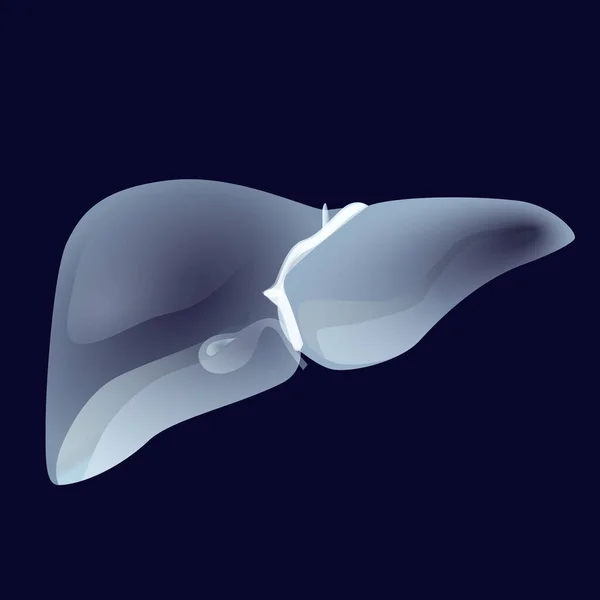 Hígado Humano Sistema Digestivo Órganos Transparentes Sobre Fondo Oscuro Vector — Archivo Imágenes Vectoriales