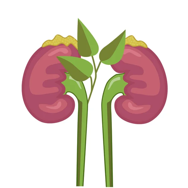 Riñones Humanos Sistema Excretor Concepto Riñón Saludable Vector — Archivo Imágenes Vectoriales