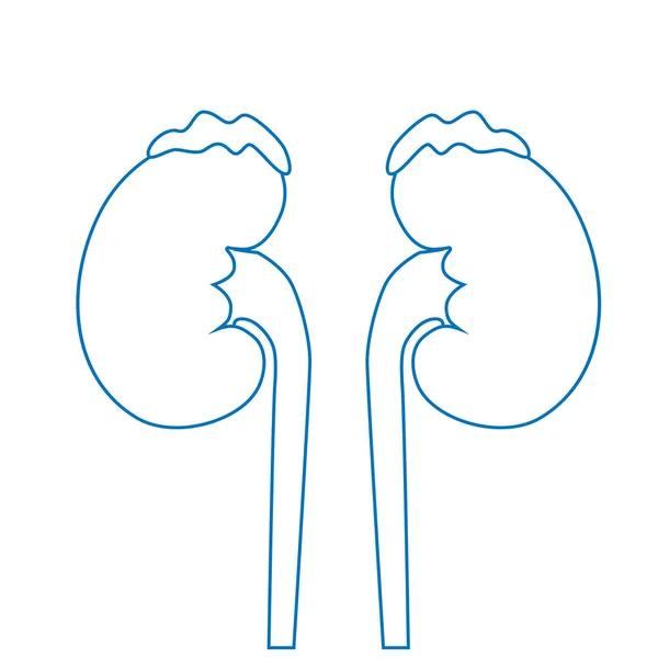 Riñones Humanos Sistema Excretor Icono Vector Lineal — Archivo Imágenes Vectoriales