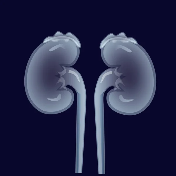Ginjalnya Manusia Sistem Ekskresi Organ Transparan Pada Latar Belakang Gelap - Stok Vektor