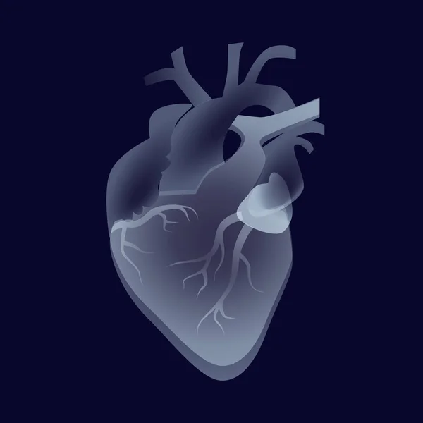 Coração Humano Sistema Circulatório Órgãos Transparentes Sobre Fundo Escuro Vetor — Vetor de Stock