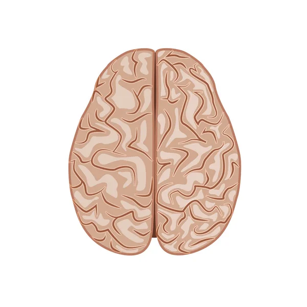 Cerveau Humain Système Nerveux Vue Haut Organes Internes Structure Vecteur — Image vectorielle