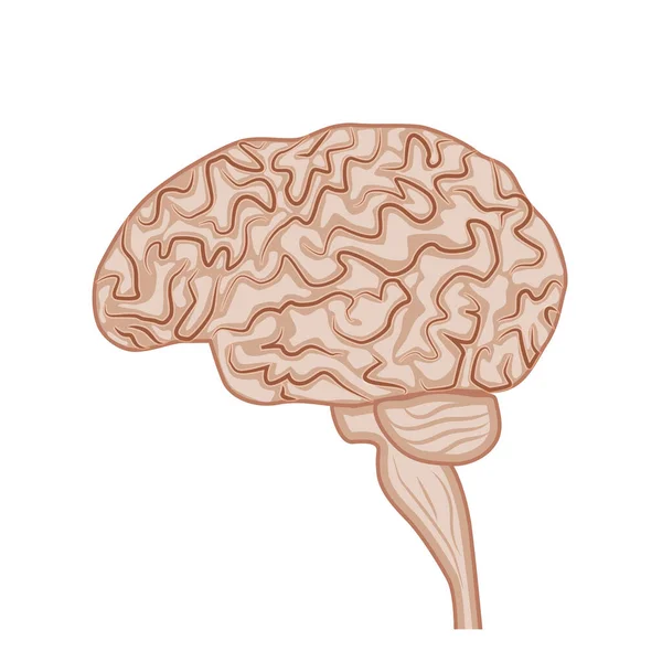 Cerveau Humain Système Nerveux Vue Latérale Structure Des Organes Internes — Image vectorielle