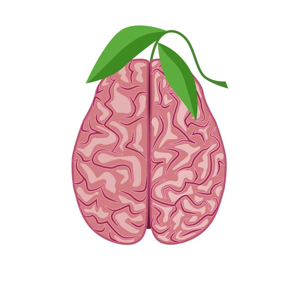 Cerveau Humain Système Nerveux Concept Sain Cerveau Vecteur Pensée Écologique — Image vectorielle