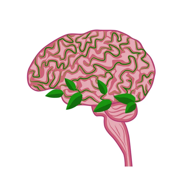 Cerveau Humain Système Nerveux Concept Sain Cerveau Vecteur Pensée Écologique — Image vectorielle