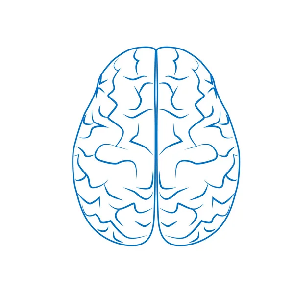 Cerveau Humain Système Nerveux Organes Humains Internes Vecteur Linéaire — Image vectorielle