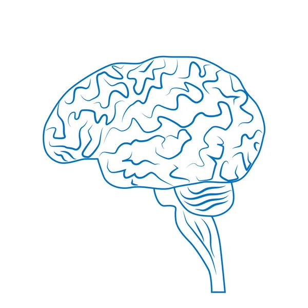 Cerveau Humain Système Nerveux Organes Humains Internes Vecteur Linéaire — Image vectorielle