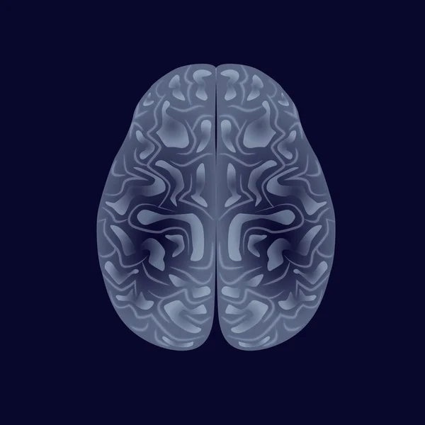 Cerveau Humain Organes Internes Sur Fond Sombre Système Nerveux Vecteur — Image vectorielle