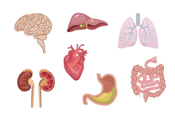 Illustrationen Zum Thema Anatomie Innere Menschliche Organe Vektorillustration — Stockvektor