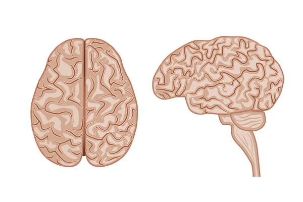 Cerveau Humain Vue Dessus Vue Côté Anatomie Système Nerveux Vecteur — Image vectorielle