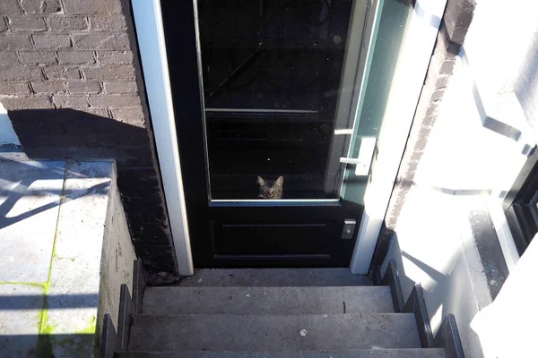 入り口に座っている小さな猫 — ストック写真