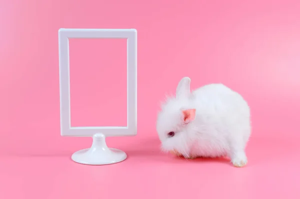 Branco coelho sentado e moldura de imagem branca no fundo rosa, com espaço de cópia para escrever texto — Fotografia de Stock