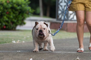 kadın ve İngilizce bulldog sokakta birlikte yürüyüş.