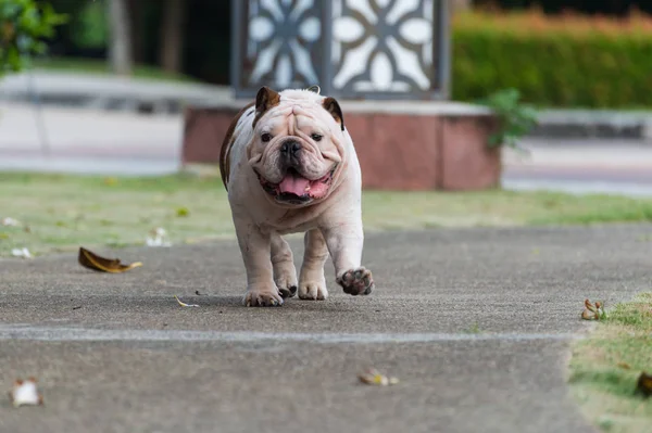 Bianco inglese bulldog corsa nel passaggio pedonale al parco pubblico — Foto Stock