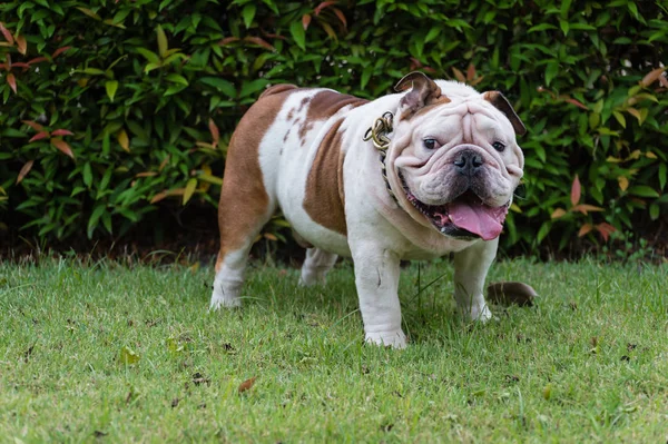 Bulldog inglés de pie sobre la hierba en el parque, perro gordo — Foto de Stock