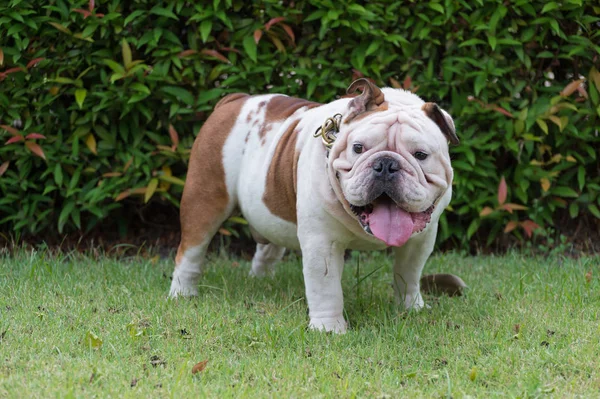 white english bulldog standing on green grass in the park, fat dog