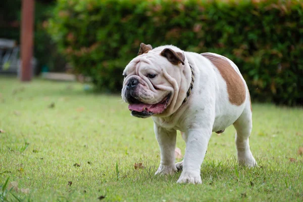 Movimento sfocato di bulldog inglese bianco che cammina su erba verde — Foto Stock