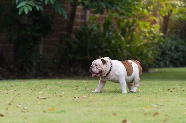 Movimento borrado de buldogue inglês branco andando na grama no parque — Fotografia de Stock