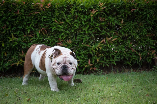 白色英国斗牛犬站在公园的草地上，文本的复制空间 — 图库照片