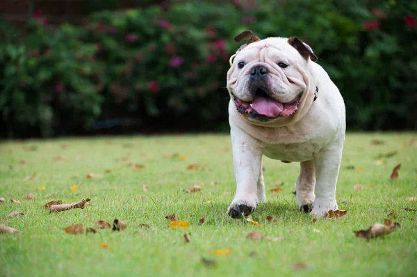 Movimento offuscata di bianco bulldog inglese eseguito su erba verde al parco pubblico — Foto Stock