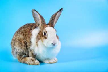 kahverengi ve beyaz saçlı tavşan metin için kopya alanı ile mavi arka plan üzerinde oturup