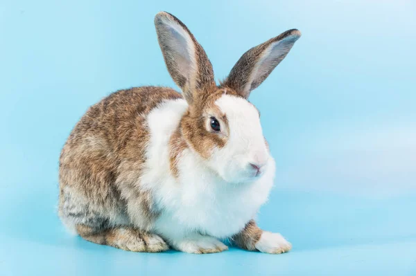Крупным планом пушистый кролик сидит на голубом фоне, ушанка кролика — стоковое фото