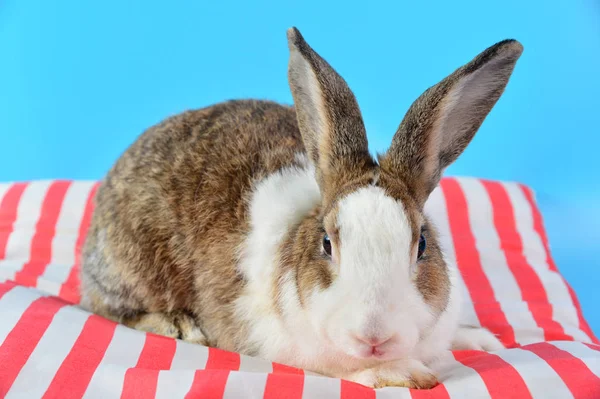 Кролик сидит на красно-белых подушках с голубым фоном. пушистый кролик и набор для ушей — стоковое фото