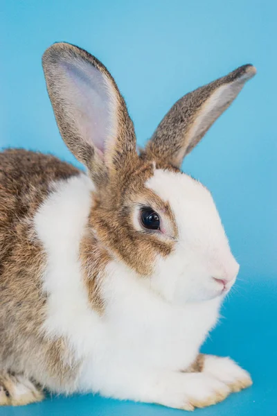 Закрыть пушистый кролик сидеть на синем фоне, кроличьи уши набор — стоковое фото