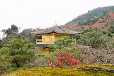 Kinkakuji Tapınağı'nda yeşil ağaç ile bahçede altın pagoda resmi, Kyoto, Japonya.