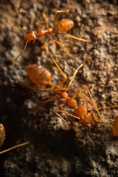 Красный огненный муравей на полу, макроизображение Стоковое Изображение