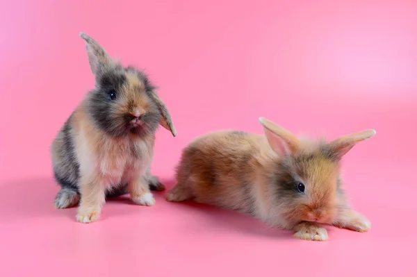 Two fluffy brown rabbit sit on clean pink background — Stock Photo, Image