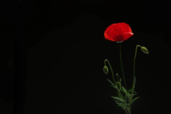 Kara Arkaplanda Gelincik Çiçeği — Stok fotoğraf
