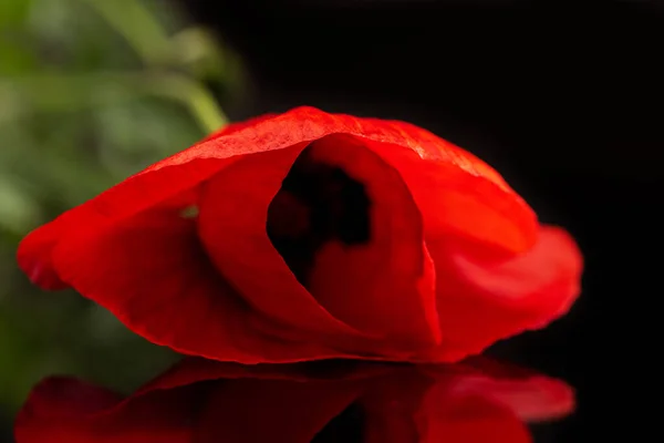 Flor Papoula Tabela Refletida Preta — Fotografia de Stock