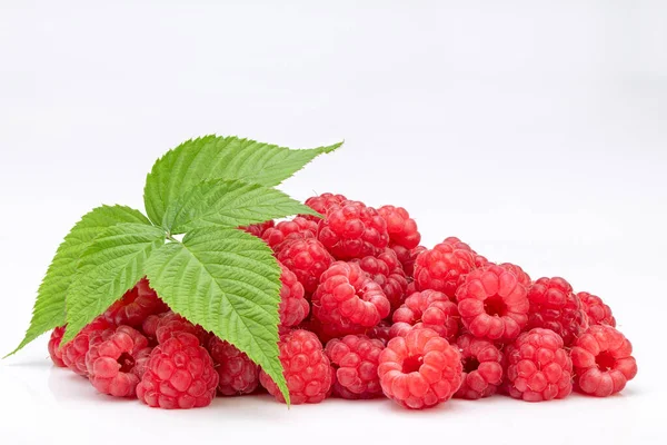 Raspberry Green Leaves White Background — Stock Photo, Image