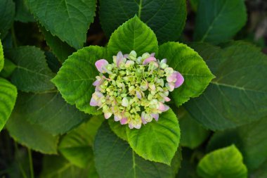 Pembe yapraklı küçük yeşil bir çiçek bir yaprağın üzerinde oturur. Çiçek yeşil yapraklarla çevrilidir ve genel görünüm huzurlu ve huzurlu bir ruh haline sahiptir.
