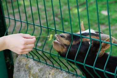 Dişi el yeşil bir çit ile sarı bir çiçek ile bir keçi besler
