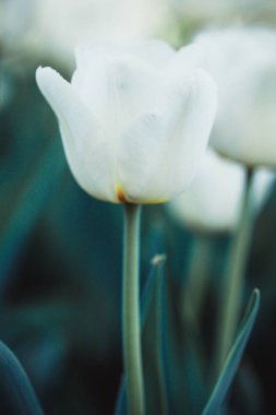 Güzel beyaz çiçek lale yakın çekim. Çiçekler arka plan