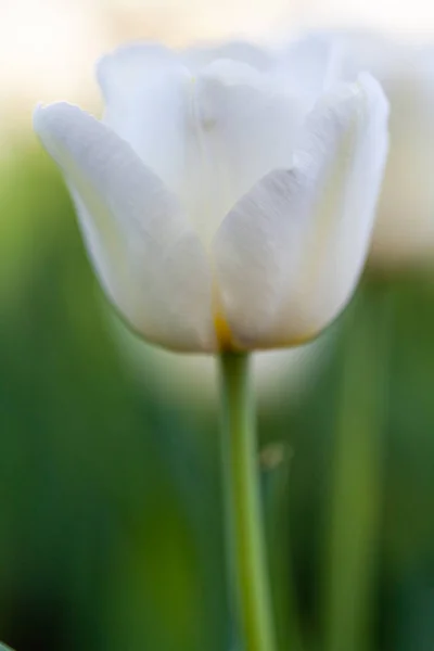 Bonita Flor Branca Tulipa Close Fundo Flores — Fotografia de Stock