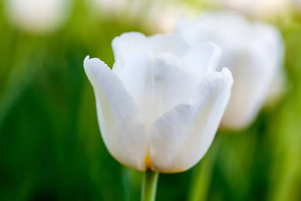 Beautiful White Flower Tulip Close Flowers Background — Stock Photo, Image
