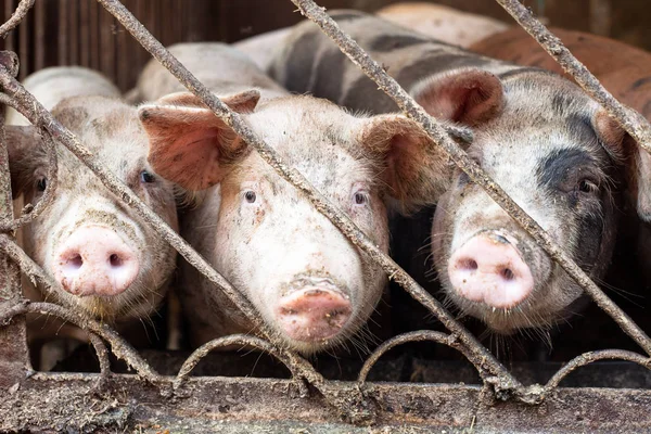 Grupo Cerdos Corral Granja Cerdos Reproductores Cerdo Joven Cobertizo —  Fotos de Stock