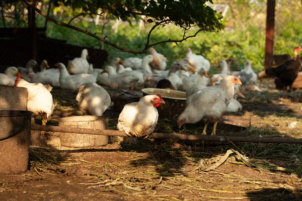 닭들은 농장의 닭장에 마당에서 먹을걸찾고 있었어 닭이야 암수와 암수로 이루어져 — 스톡 사진