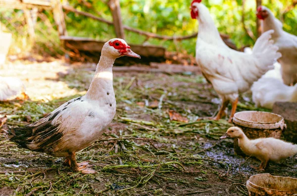 Çiftlikte ördekler ve tavuklar var. Ördekler ve Tavuklar çiftlik bahçesinde yiyecek arıyorlar. Evcil hayvanlar. Ücretsiz Aralığı Ördek ve Horoz. Ördekler ve Tavuklar çimbahçe etrafında yürüyüş