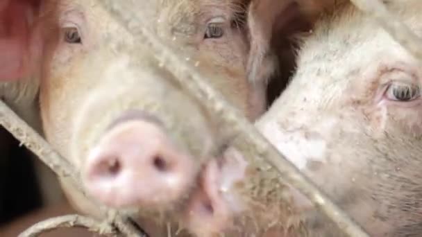 Группа Свиней Фермерском Дворе Разведение Свиней Ферме Молодая Свинья Сарае — стоковое видео